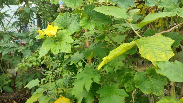 Fresh Winter Melon Hanging on Trellis in Organic Home Vegetable Garden Video