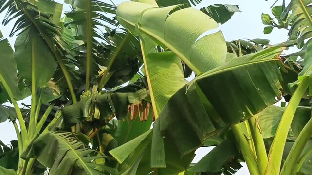 Green banana trees growing in agricultural farm plantation, panning low angle shot