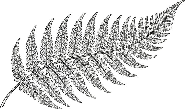 hand drawn vector illustration of a bird