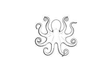 Minimalist line drawing depicts an octopus on a white background © FAS