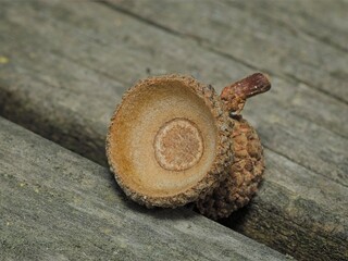 Macro close up of an empty acorn cap with a tiny stem resting on a weathered wooden plank surface outdoors    © Donald