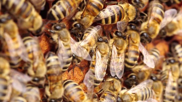 Bees On Honeycomb With Fresh Honey Macro Texture Background