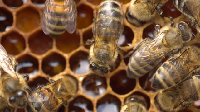Honeycomb Cells With Honey And Bees Macro Closeup Beekeeping