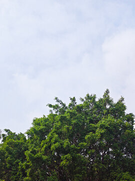 Lush tropical tree canopy against overcast sky, dense green foliage in natural outdoor setting