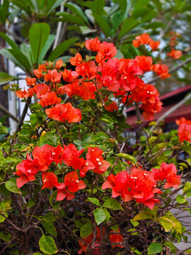 Red tropical flowers blooming on a tree canopy in a lush green garden setting