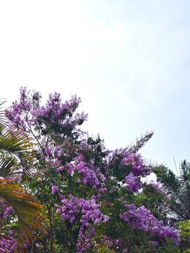 Purple flowering tree canopy viewed from below against a cloudy sky, tropical garden setting with lush greenery