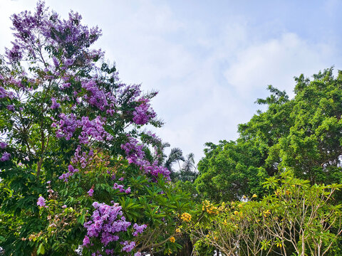 Purple flowering trees against blue sky in tropical garden, lush green canopy, vibrant nature scenery