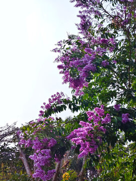 Purple flowering tree canopy against cloudy sky, tropical garden upward view with vibrant blooms