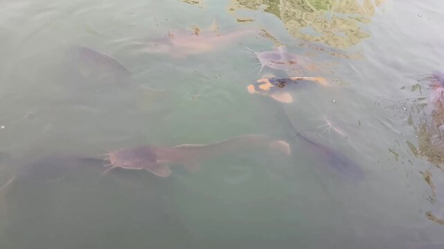 Shoal of catfish and carp swimming near the murky water surface in a freshwater pond