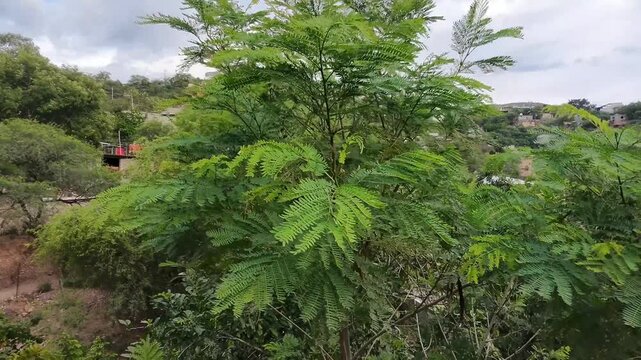 Aerial Drone Shot of Lush Guaje Tree Canopy and Leaves