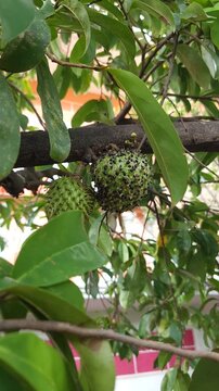 Young Green Soursop Fruits Infested with Ants and Insects