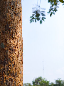 Rough tree trunk bark close-up with green canopy and sky in tropical outdoor setting