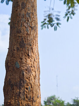 Rough tree trunk bark close-up against pale blue sky in tropical outdoor setting, natural texture detail