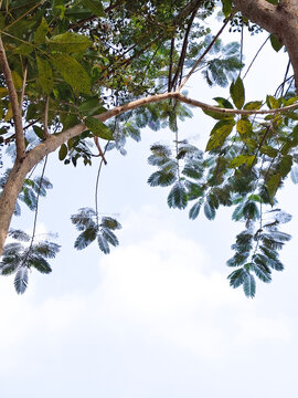Tropical tree canopy viewed from below with lush green leaves against bright sky, nature background