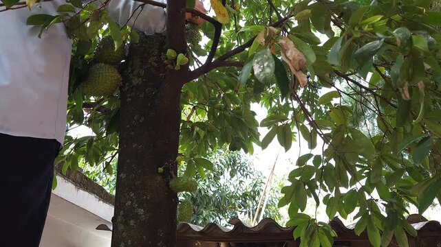 Gardener Climbing Soursop Tree to Remove Insect Pests