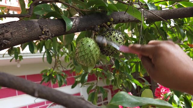 Hand Removing Insects from Pair of Green Soursop Fruits