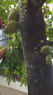Gardener Hands Using Small Brush to Remove Pests from Tree Trunk and Fruit
