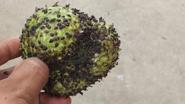 Showing Soursop Fruit Severely Covered with Insect Pests