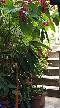 Tiny Hummingbird Feeding on Nectar from Red Garden Flowers