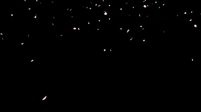 桜の花びら　舞い落ちる　少ない　（ルミナンスマット付き）