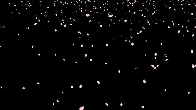 桜の花びら　舞い落ちる　多い　（ルミナンスマット付き）
