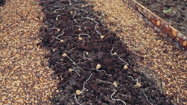 Sprouted Seed Potatoes Laid Out On Dark Soil In A Garden Bed On A Countryside. - wide shot