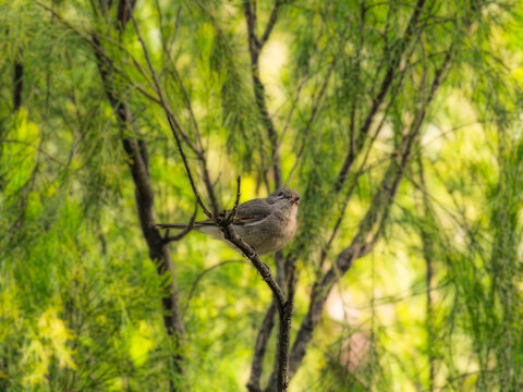 Quizzical Fairy Wren In Bright Bush