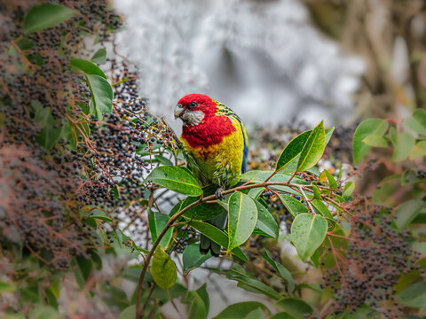  Lovely Eastern Rosella Feeding On Pepper Tree