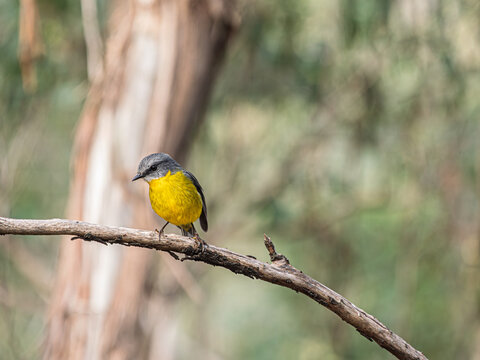 Sole Yellow Robin Leans Right