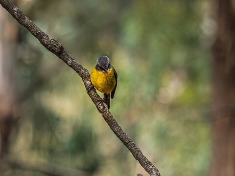 Solo Yellow Robin Looks Down