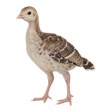 Young turkey poult standing in left-facing side profile, with cream down, brown patterned developing feathers, pale pink legs, and a white background