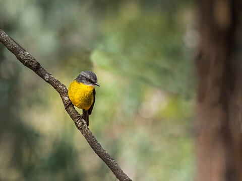 Solo Yellow Robin On Angled Branch