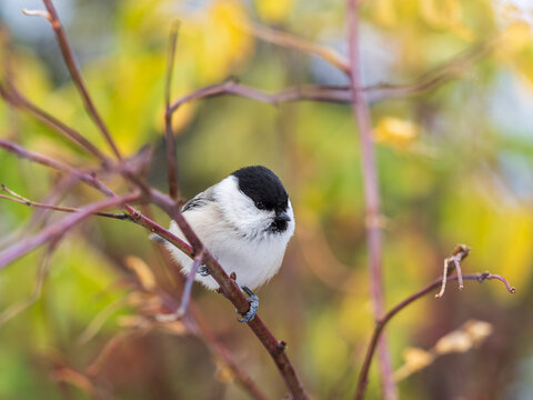 Small and adorable passerine willow tit, Poecile montanus perched on a branch in autumn foliage