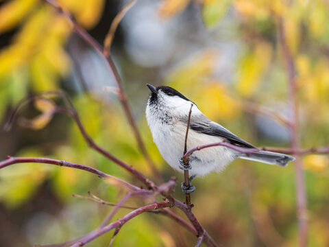 Small and adorable passerine willow tit, Poecile montanus perched on a branch in autumn foliage