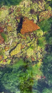 Las olas del mar est&aacute;n moviendo las algas verdes de un lado a otro.