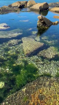 Fondo marino con muchas algas y grandes piedras ba&ntilde;adas por las olas del mar.