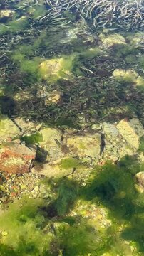 Movimiento del mar, de las algas marinas y de los peces peque&ntilde;os.
