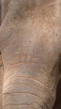Close-Up of Asian Elephant Calf Head and Eye