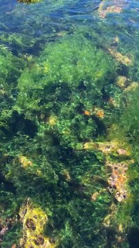 Fondo marino con algas verdes en movimiento en aguas transparentes del mar.