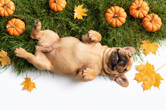 A cute French bulldog puppy with an adorable expression lounges on its back atop a bed of lush green grass, surrounded by miniature pumpkins and fallen autumn leaves.