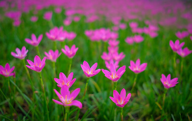 Obraz premium The field of Zephyranthes grandiflora is in beautiful bloom.