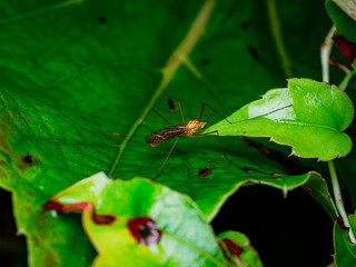 Obraz premium Macro close up of a crane fly or mosquito hawk insect resting on vibrant green leaves in a natural woodland habitat