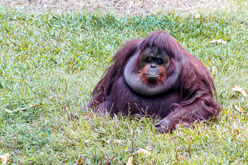 Adult male Bornean orangutan with large cheek pads flanges sitting on grass staring at camera in zoo © Damasus