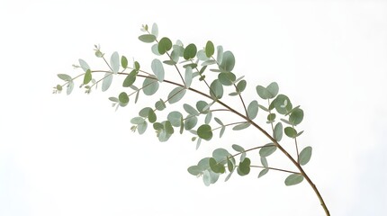Obraz premium Fresh eucalyptus branch with green leaves isolated on white background