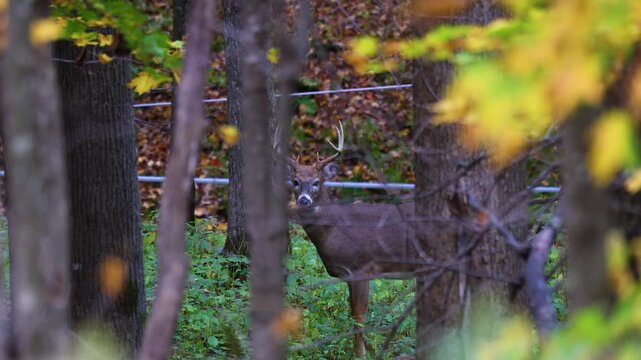 Whitetail buck looks ahead then stares at camera in autumn woods