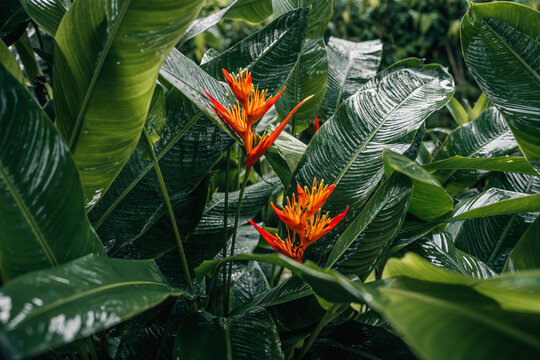Vibrant orange Heliconia flowers blooming among wet dark green tropical leaves after rain.