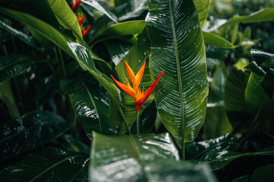 Vibrant orange Heliconia flowers blooming among wet dark green tropical leaves after rain.