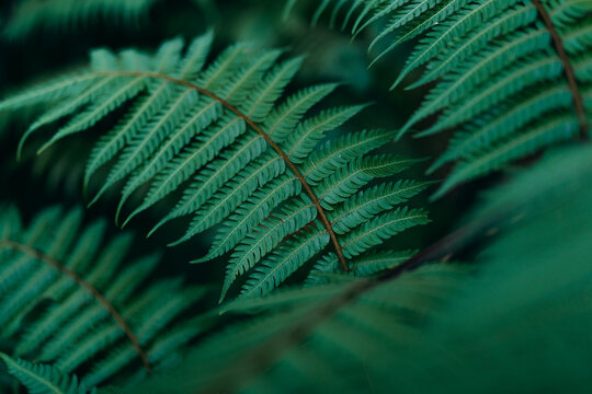 Close up macro texture of a green fern leaf in the tropical forest.
