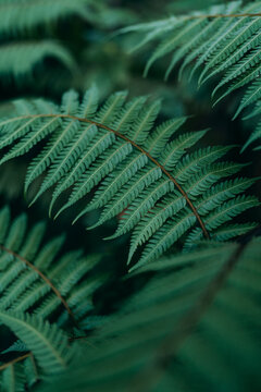 Close up macro texture of a green fern leaf in the tropical forest.