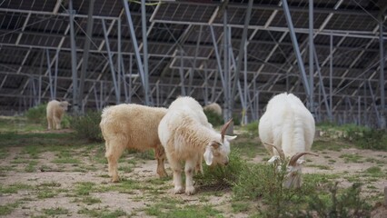 Fototapeta premium Sheep grazing under solar panels in a field